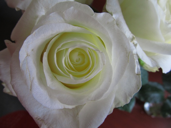 Rose White Chocolate - Standard Rose - Roses - Flowers by category